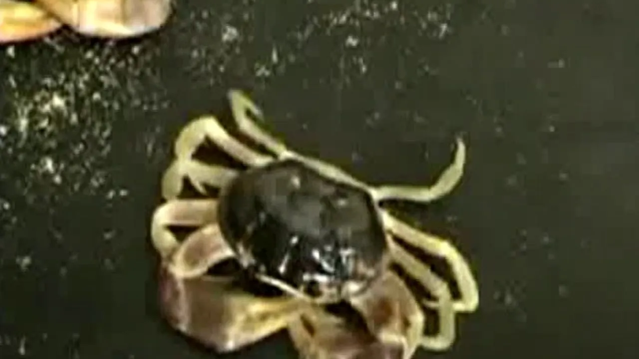 Preview thumbnail for Growing Into a New Shell