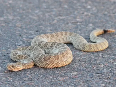 Rattlesnakes have gotten a bad rap over the years, but a live stream of their attentive parenting behaviors could help change that.