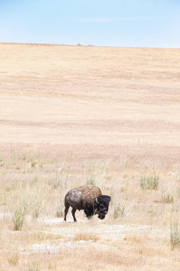 Lone Bison thumbnail