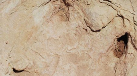 One of the Copper Ridge theropod tracks. The front of the foot - indicated by the three toe impressions - is towards the top of the picture.