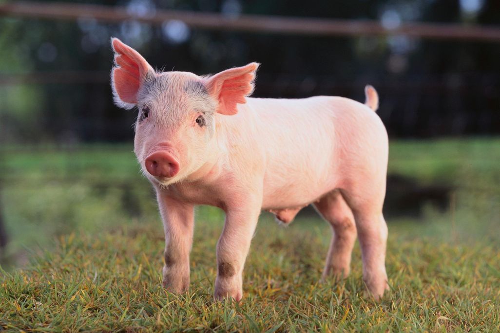 Piglet