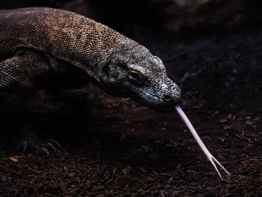 A Komodo dragon sticking out its forked tongue