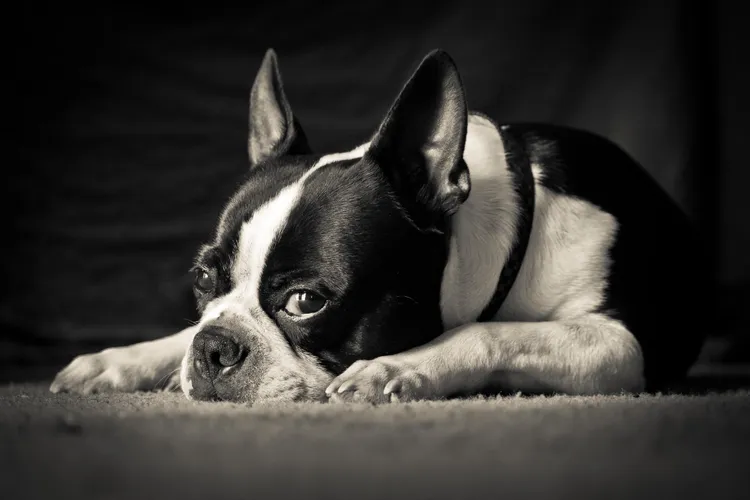 Boston terriers are said to be affectionate with human family members, good with children and playful.
