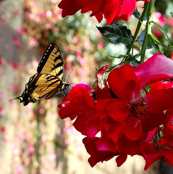 Swallowtail Rose Inspector thumbnail
