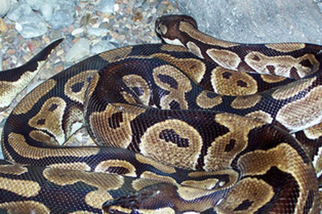 Boa constrictors (courtesy of flickr user Nicovangelion)