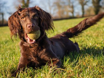 Instead of the tennis ball, imagine this Boykin spaniel holding an ornate box turtle in its mouth, ready to deliver it to conservation researchers.