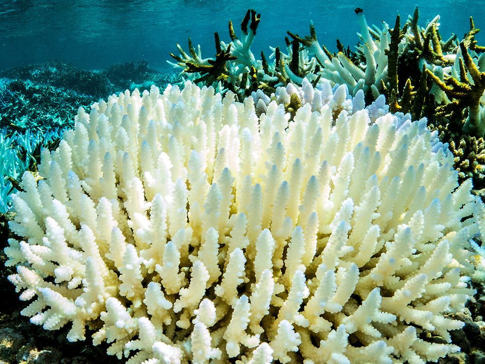 Coral bleaching