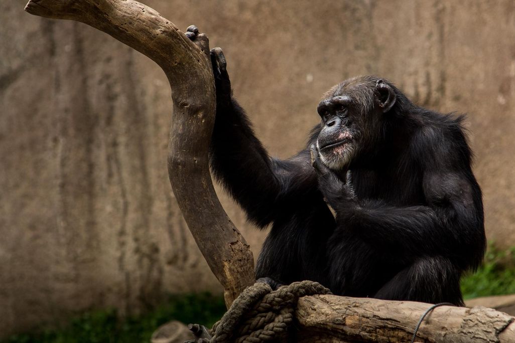 A single chimpanze is sitting near the limb of a tree. One of the chimpanzee's hands rests on the tree, and the other rests under it's chin. 