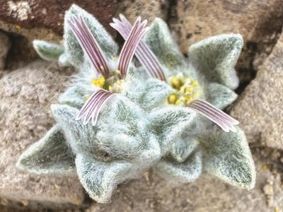 The &quot;wooly devil&quot; has fuzzy foliage and maroon flowers made up of&nbsp;conspicuous ray petals.