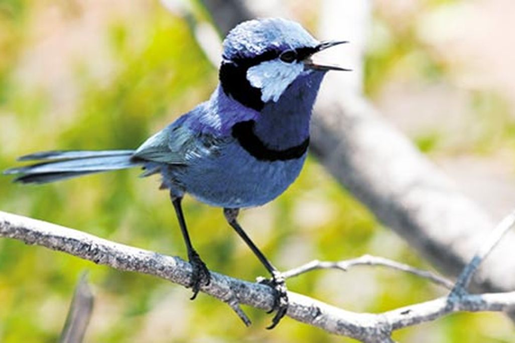 Splendid Fairy-wren