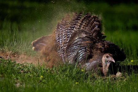 Regular dust bathing keeps the wild turkey's iridescent feathers in top condition. 