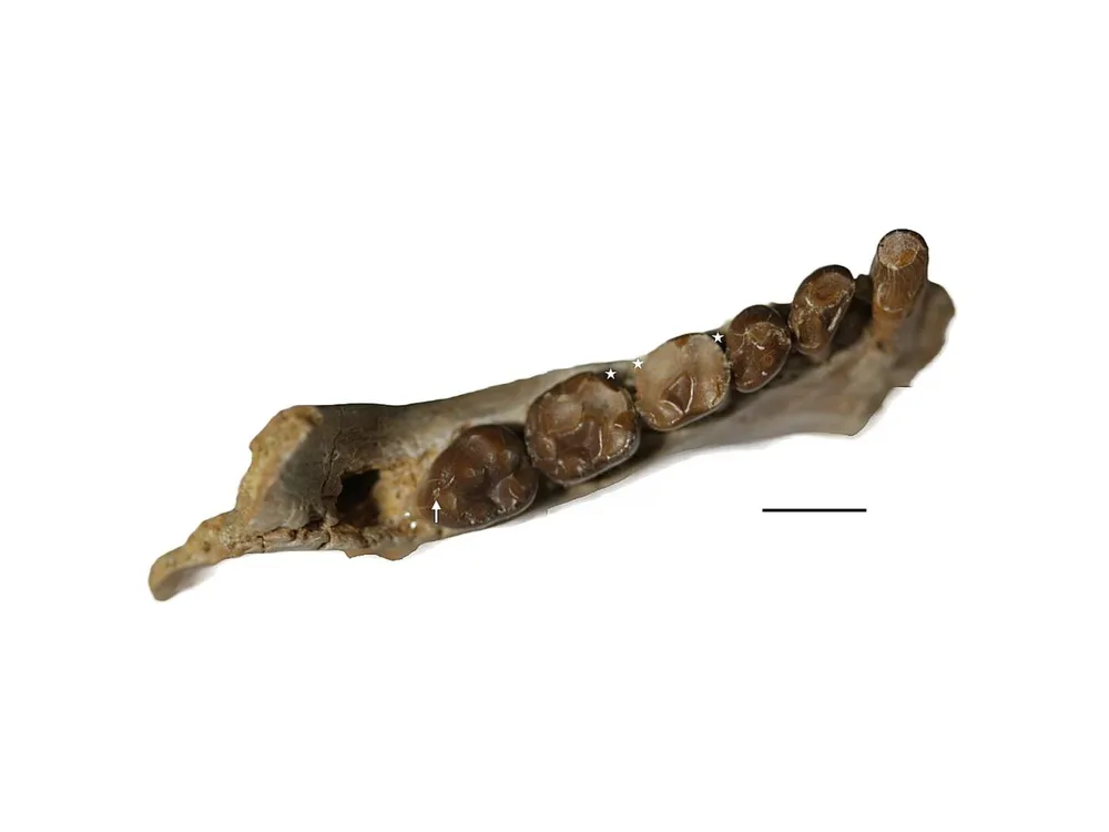 White background with fossilized teeth