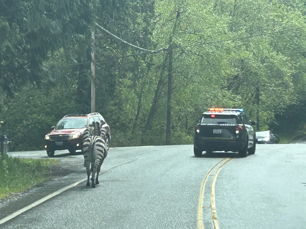 A zebra walks down a road with a police car in front of it