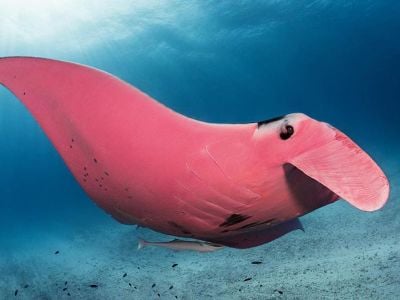 Inspector Clouseau, the world's only known pink manta ray