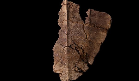 2_1 fossil genes.jpg