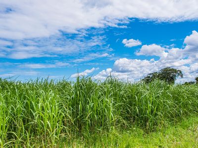 Miscanthus is a type of grass that is often grown as a biofuel. Trials in the United Kingdom are now underway to explore the possibility of scaling up biofuel crops like Miscanthus grasses to see if they can help fight climate change by removing carbon from the atmosphere. 
