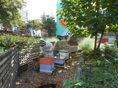 An apiarist tends to beehives at Hastings Urban Farm in Vancouver's Downtown Eastside.