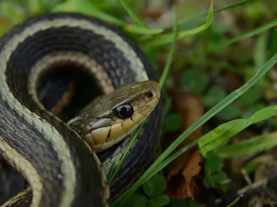 In a modified version of the mirror self-recognition experiment, eastern garter snakes showed signs that they recognize their own scent.