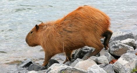 A wild capybara by a lake in Brazil