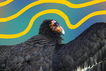 condor.png