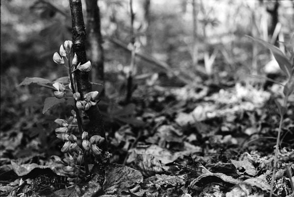 Lupine and a birch sapling thumbnail