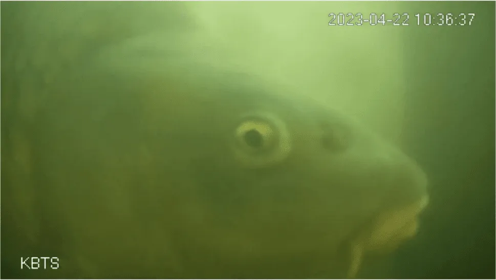 a fish appears on the live stream underwater