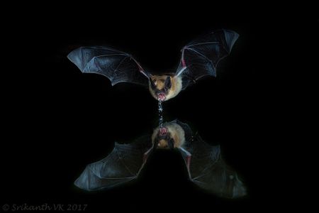 Long-eared Myotis bat (Myotis septentrionalis), photographed in Arizona.
