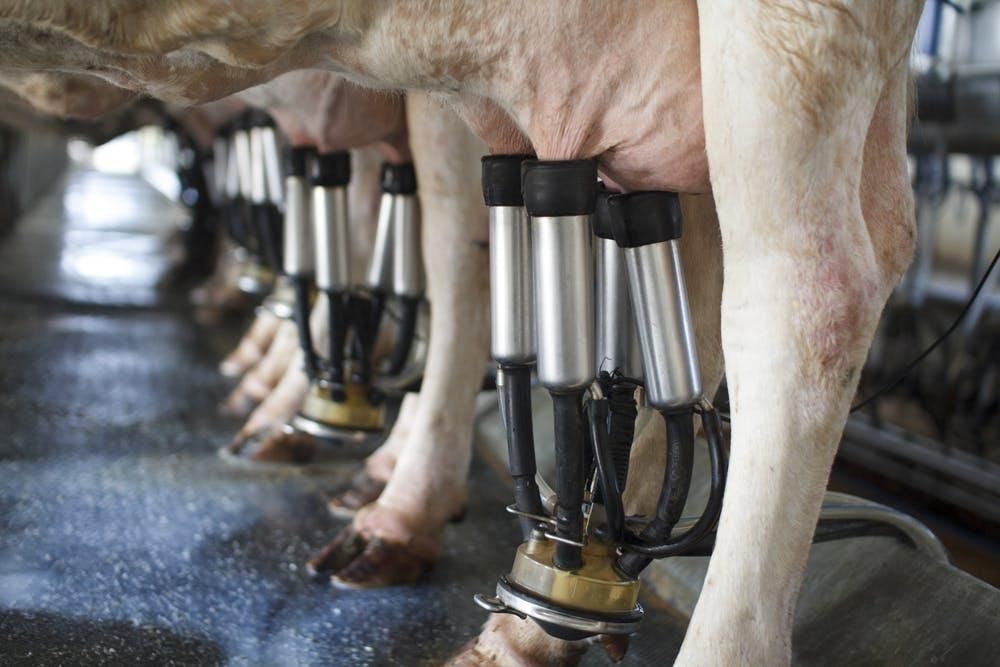 A row of cows being milked