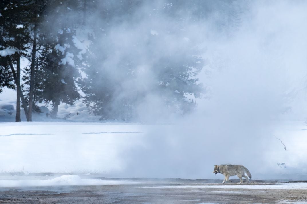A volcanic vent known as a fumarole releases steam as a resident of Yellowstone National Park walks along the snowy landscape