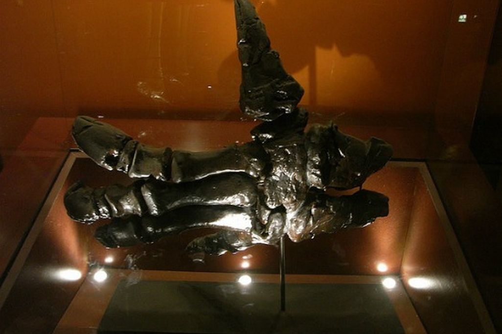 An articulated Iguanodon hand on display at London’s Natural History Museum.