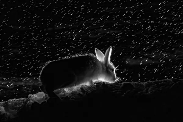 Night Hare thumbnail