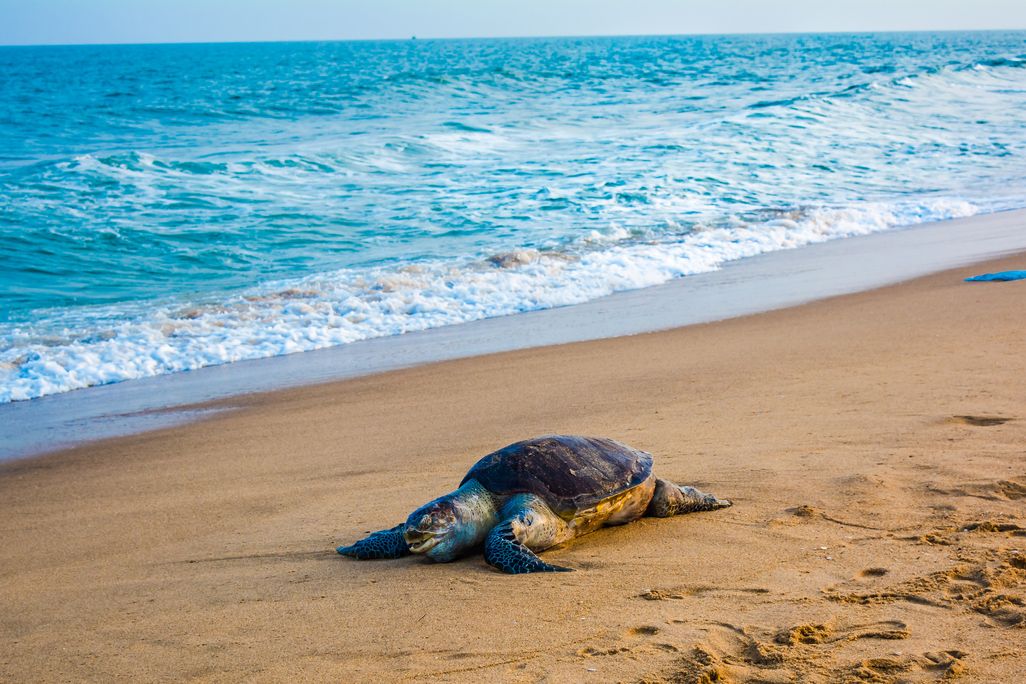 Olive_ridley_sea_turtle_(1).jpg