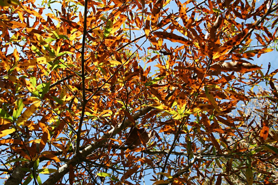 Willow Oak Leaves | Smithsonian Photo Contest | Smithsonian Magazine