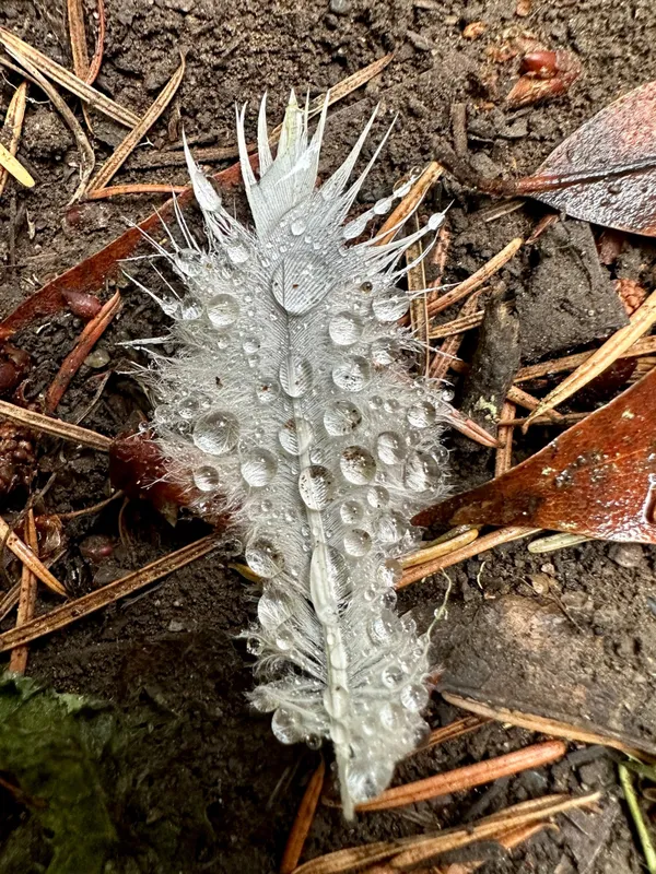 Feather with rain drops thumbnail