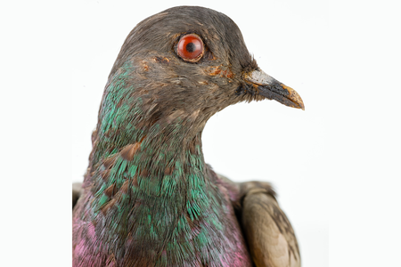 Cher Ami, April 1918–June 1919 (NMAH)