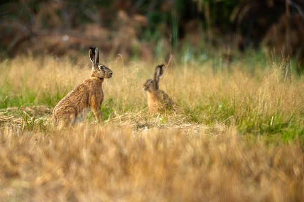 Hares on the Edge of the Field thumbnail