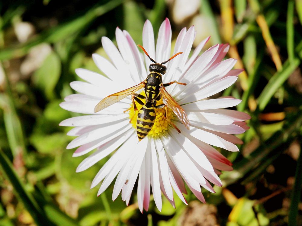 wasp on flower