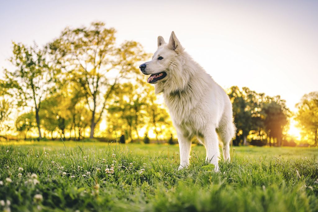 a white dog in a sunny field with trees in the background