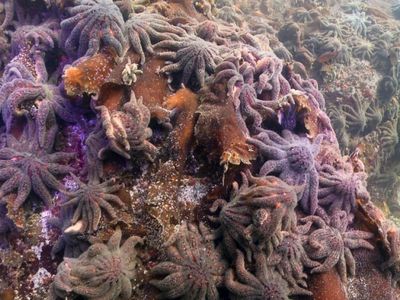Sunflower sea stars in British Columbia, just weeks before wasting disease turned them to mush.