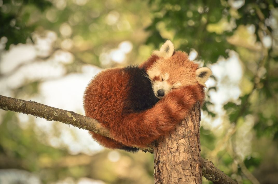 Raudonosios pandos, miegančios kamuoliuke medžio šakoje, vaizdas