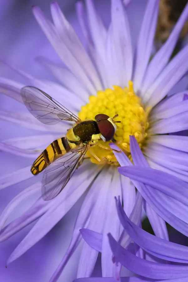 The Bee on a flower on Chincoteague Island VA thumbnail