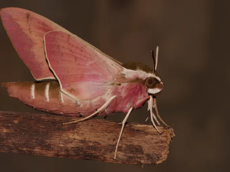 Pink Moth | Smithsonian Photo Contest | Smithsonian Magazine