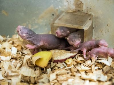 One of naked mole rats' claims to fame is their high pain tolerance when in contact with acid or high heat. These tough critters couldn't take the sting of wasabi like their furrier cousins, highveld mole rats, however.