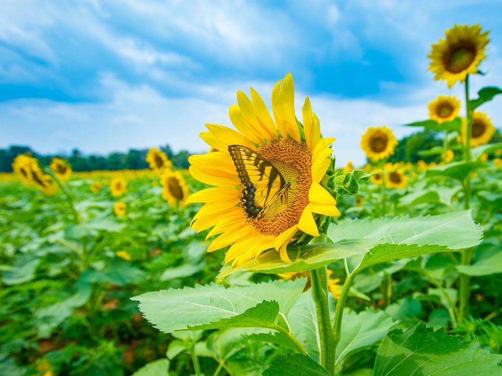 Through research on living and preserved plants, botanists are learning more about how flora has responded to climate change over the past centuries. (USDA photo by Preston Keres)