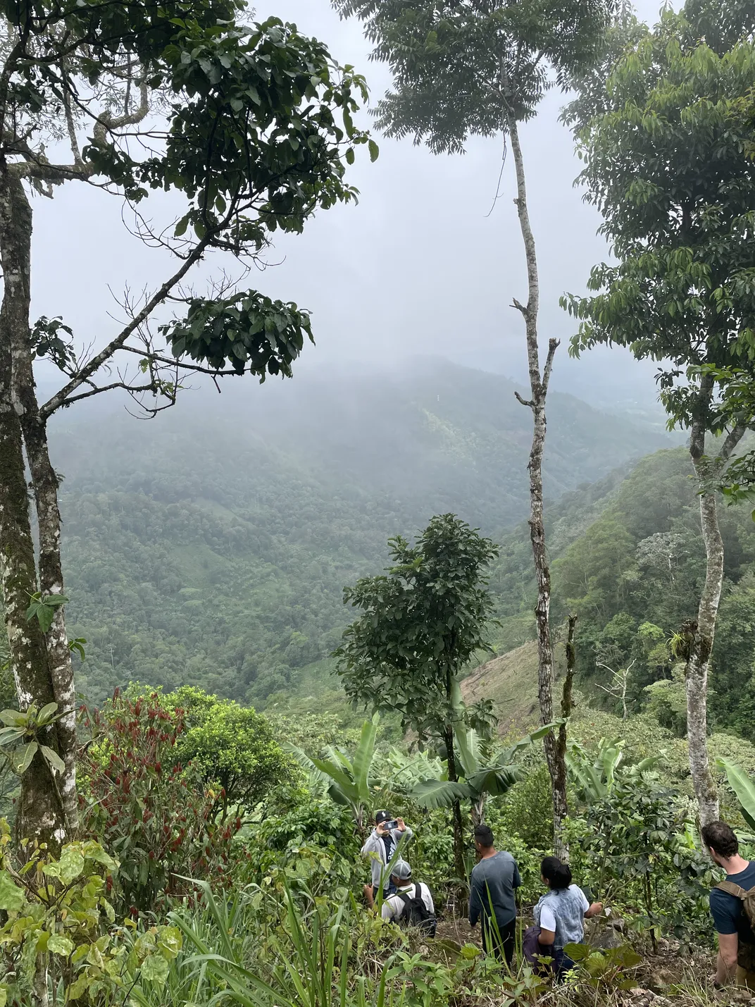 Moving Through Cloud Forest