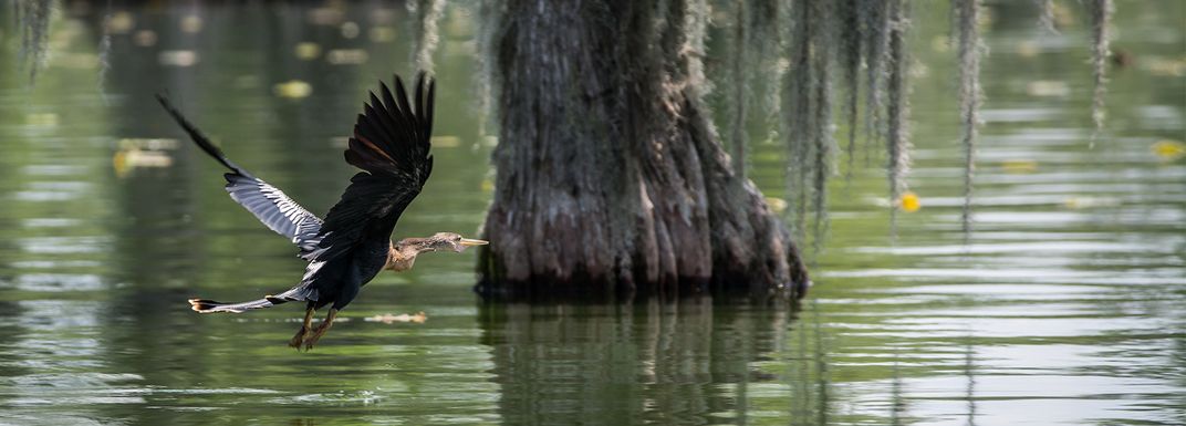 Cormorant flying over bayou - M_MUC1968 / iStock