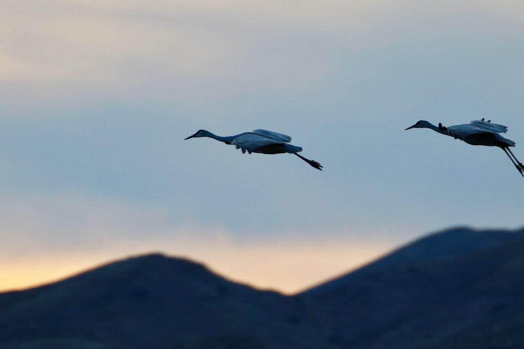 Two sandhill cranes fly by a hill range