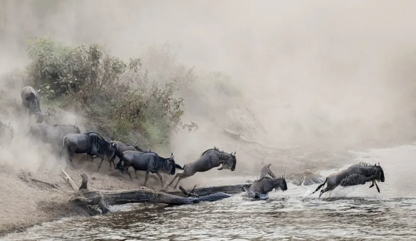 wildebeest walk down a mountain and leap into a river