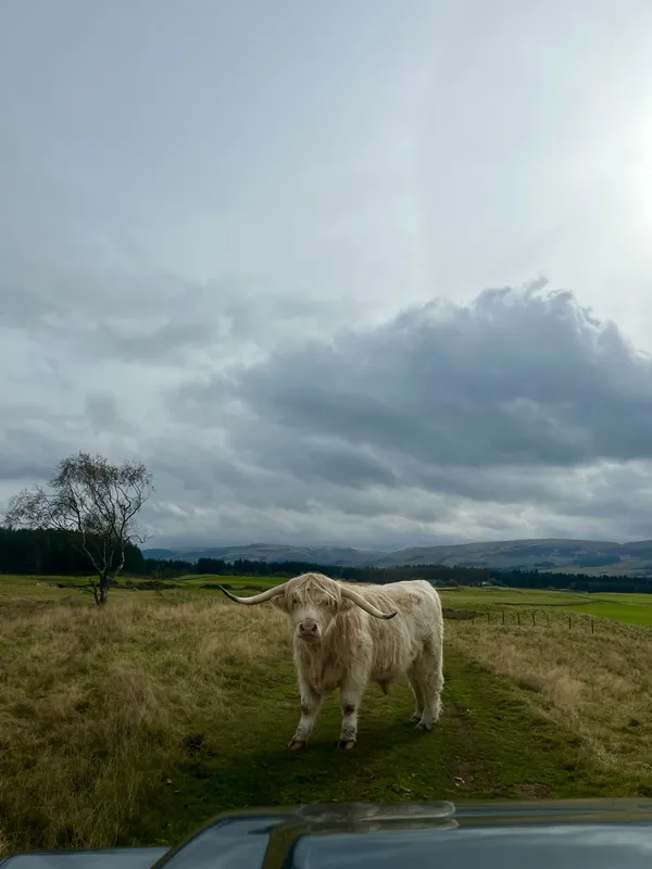 Staring contest with a highland coo thumbnail