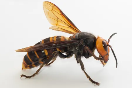 Earlier this summer, to keep the invasive insect contained, the Washington State Department of Transportation announced that they would set up 1,200 giant hornet traps across the state.
